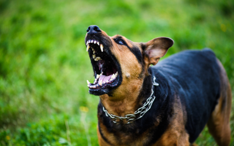 Questions to Help You Determine If You Need a Dog Bite Lawyer