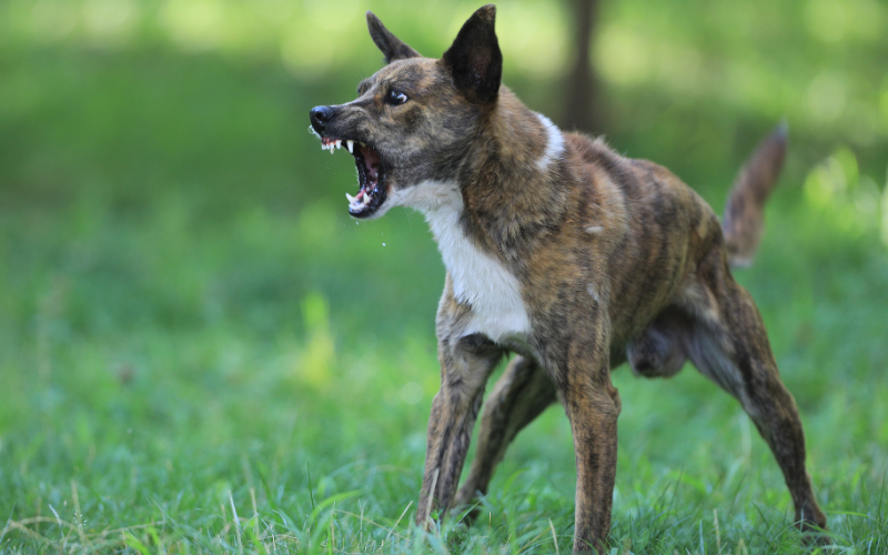 What to Do in the Event of a Serious Dog Bite Injury